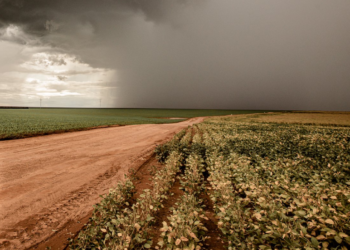 Los productores argentinos no aprovecharon los precios espectaculares registrados por la soja