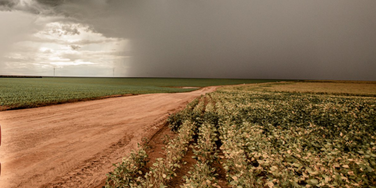 Los productores argentinos no aprovecharon los precios espectaculares registrados por la soja