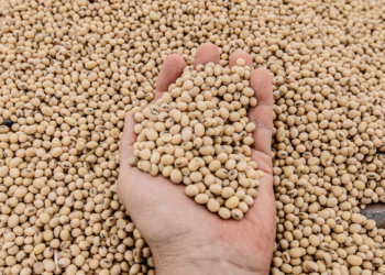 ¿Están aprovechando los productores argentinos los precios espectaculares que está registrando la soja?