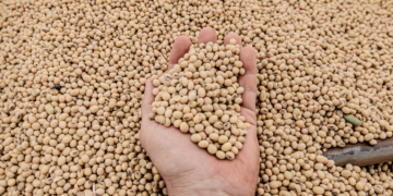 ¿Están aprovechando los productores argentinos los precios espectaculares que está registrando la soja?