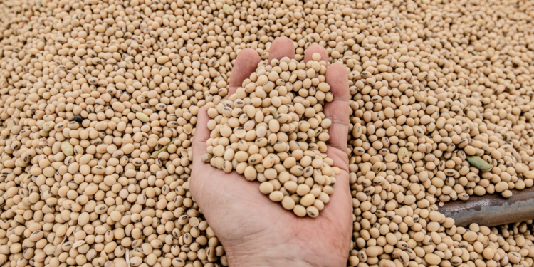 ¿Están aprovechando los productores argentinos los precios espectaculares que está registrando la soja?