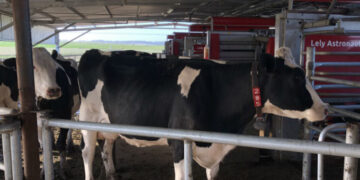 La leche argentina alcanzó en 2020 una notable mejora de su calidad: ¿Cómo y por qué sucedió?
