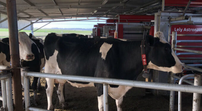 La leche argentina alcanzó en 2020 una notable mejora de su calidad: ¿Cómo y por qué sucedió?