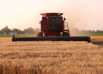 Vamos a lo seguro: Por el “efecto susto” productores argentinos aceleraron las ventas de trigo con precio hecho