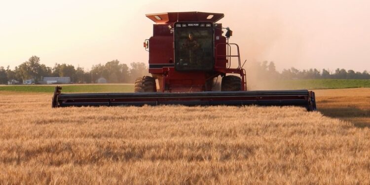 Vamos a lo seguro: Por el “efecto susto” productores argentinos aceleraron las ventas de trigo con precio hecho