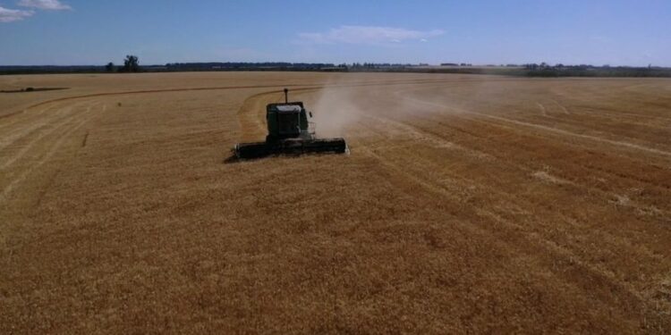 Nueva víctima: El gobierno argentino está a un paso de intervenir el mercado de trigo