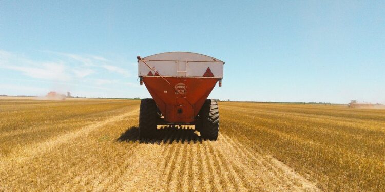 Confirmado: Argentina tiene más trigo del proyectado gracias a rendimientos extraordinarios logrados en Buenos Aires