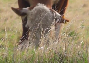 La ganadería regenerativa está prendiendo rápido en el norte de Córdoba