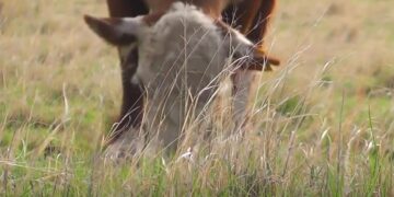 La ganadería regenerativa está prendiendo rápido en el norte de Córdoba