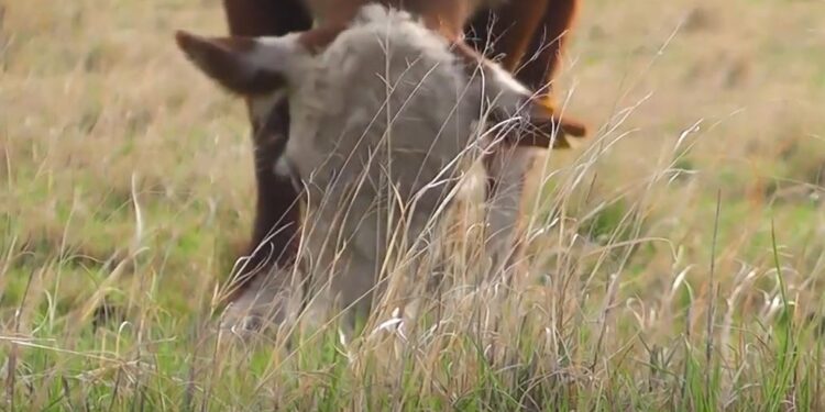 La ganadería regenerativa está prendiendo rápido en el norte de Córdoba