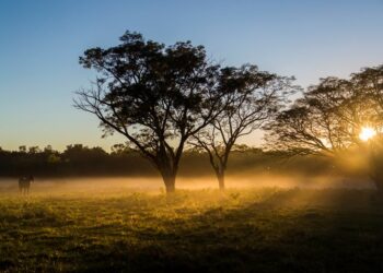 ¿Es posible hacer soja responsable? “Hoy cada vez más empresas requieren que se produzca en suelos no deforestados”, reconoce Rodolfo Rossi