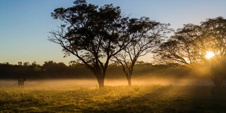 ¿Es posible hacer soja responsable? “Hoy cada vez más empresas requieren que se produzca en suelos no deforestados”, reconoce Rodolfo Rossi