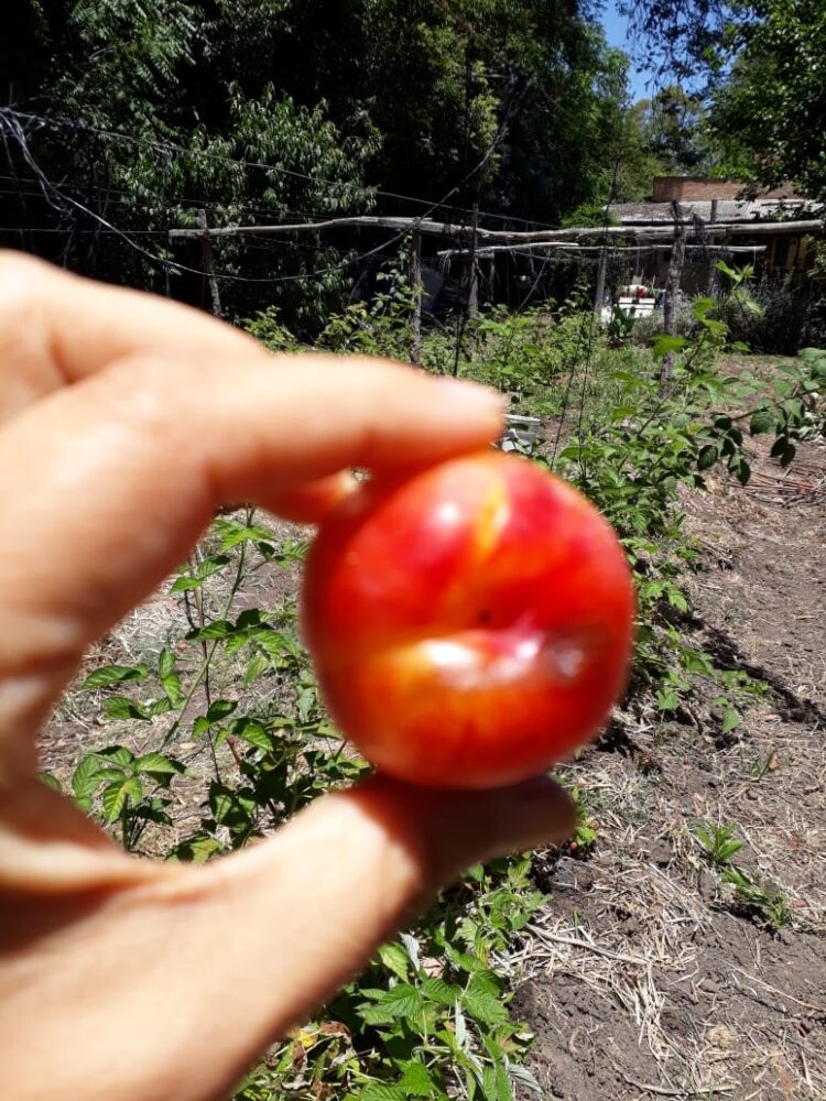 Juntos por un sueño (que se hizo realidad): La bella historia de La Arbolada y de su exclusivo vino de arándanos