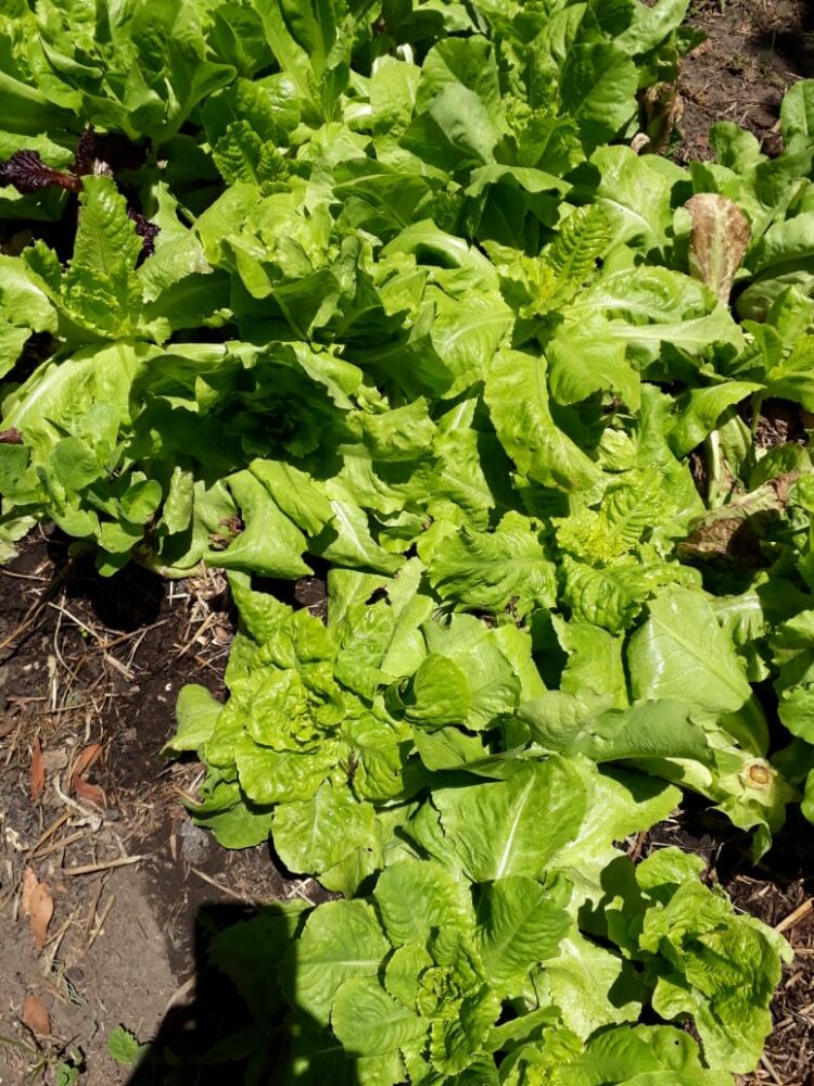 Juntos por un sueño (que se hizo realidad): La bella historia de La Arbolada y de su exclusivo vino de arándanos