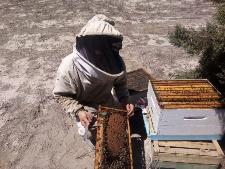 Breve pero intensa historia de un apicultor de San Juan: “Cuanto más conozco a la gente, más amo a las abejas”, nos dice Sergio Fernández