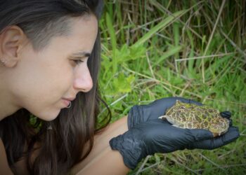 El señor Escuerzo: Mitos y verdades de una especie que ya casi no se ve en la pampa húmeda