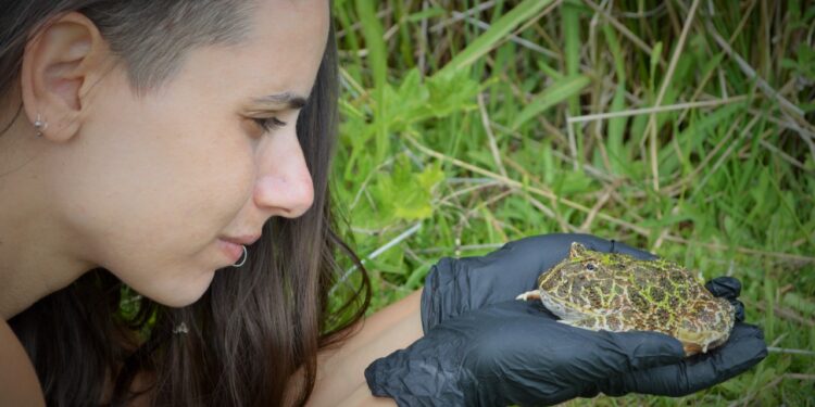 El señor Escuerzo: Mitos y verdades de una especie que ya casi no se ve en la pampa húmeda