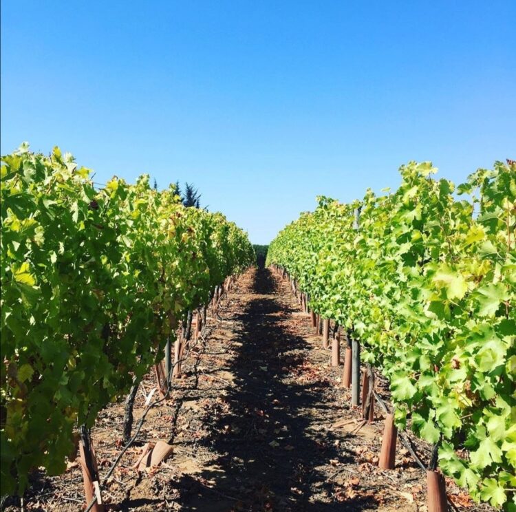 Chile produce viñedos sin riego: Una asociación creada en tiempos de Covid, que sale adelante con catas online