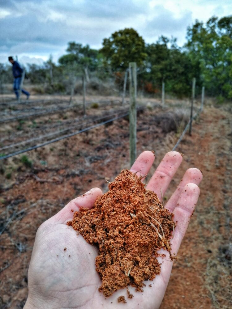 Chile produce viñedos sin riego: Una asociación creada en tiempos de Covid, que sale adelante con catas online