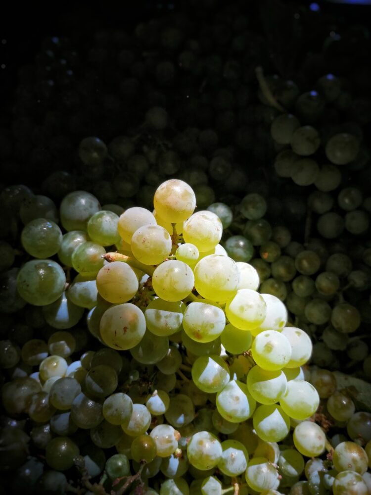 Chile produce viñedos sin riego: Una asociación creada en tiempos de Covid, que sale adelante con catas online