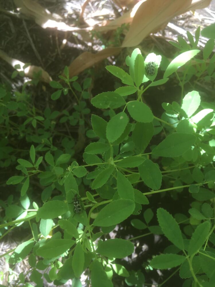 La historia detrás de la foto: Leonardo Cimini realiza pruebas con distintos cultivos de cobertura sin usar herbicidas ni fertilizantes