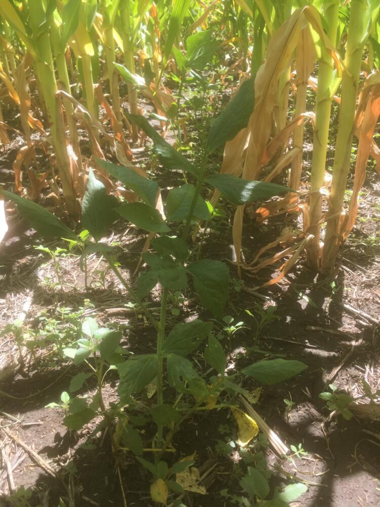 La historia detrás de la foto: Leonardo Cimini realiza pruebas con distintos cultivos de cobertura sin usar herbicidas ni fertilizantes