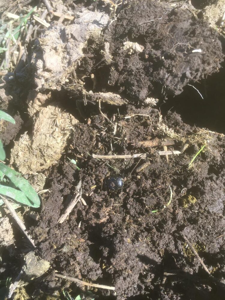 La historia detrás de la foto: Leonardo Cimini realiza pruebas con distintos cultivos de cobertura sin usar herbicidas ni fertilizantes