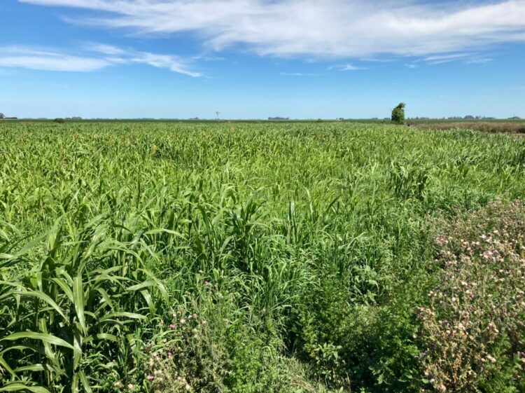 La historia detrás de la foto: Leonardo Cimini realiza pruebas con distintos cultivos de cobertura sin usar herbicidas ni fertilizantes