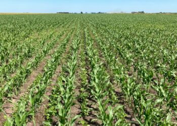 La historia detrás de la foto: Leonardo Cimini realiza pruebas con distintos cultivos de cobertura sin usar herbicidas ni fertilizantes