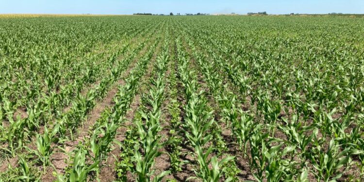 La historia detrás de la foto: Leonardo Cimini realiza pruebas con distintos cultivos de cobertura sin usar herbicidas ni fertilizantes