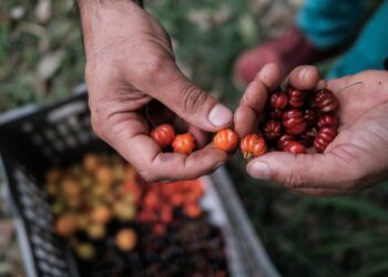 Una historia de amor en guaraní: Saúl y Ángeles cocinan con hongos, hierbas y frutos que recogen de la selva misionera