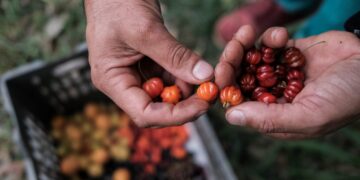 Una historia de amor en guaraní: Saúl y Ángeles cocinan con hongos, hierbas y frutos que recogen de la selva misionera
