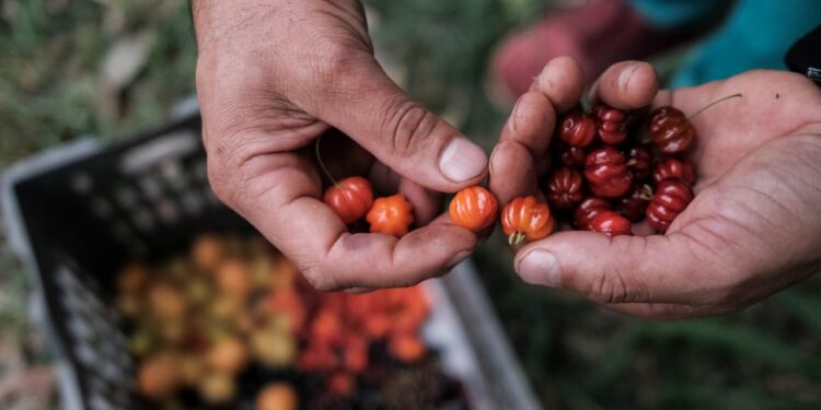 Una historia de amor en guaraní: Saúl y Ángeles cocinan con hongos, hierbas y frutos que recogen de la selva misionera