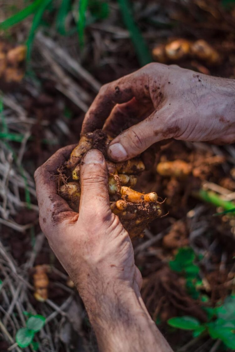 Una historia de amor en guaraní: Saúl y Ángeles cocinan con hongos, hierbas y frutos que recogen de la selva misionera