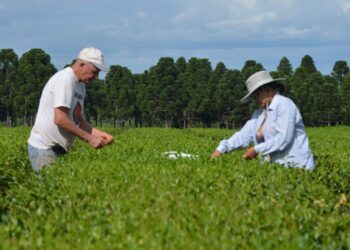 Juntos en todo: La dulce historia de un matrimonio misionero que se largó a hacer té artesanal y se siente bien
