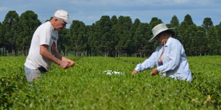 Juntos en todo: La dulce historia de un matrimonio misionero que se largó a hacer té artesanal y se siente bien