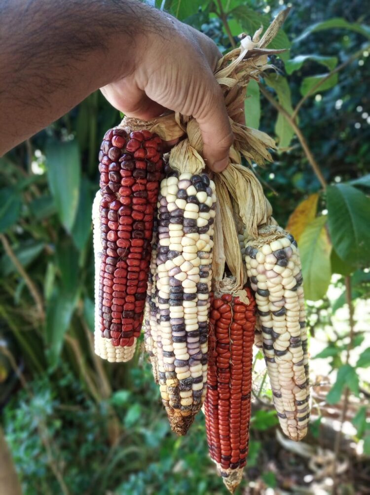 Una historia de amor en guaraní: Saúl y Ángeles cocinan con hongos, hierbas y frutos que recogen de la selva misionera