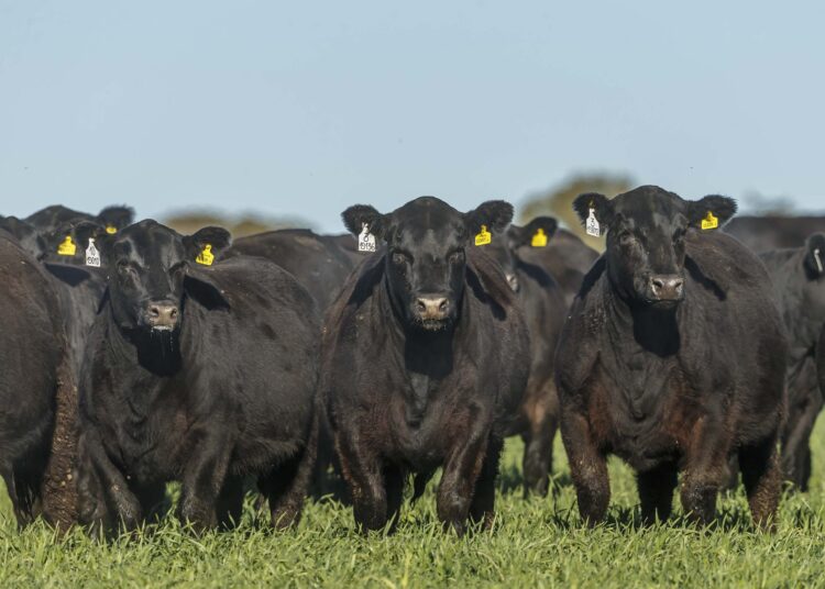 ¡Y Olé! La Sociedad Rural Argentina llevará adelante los registros genealógicos de los Angus españoles