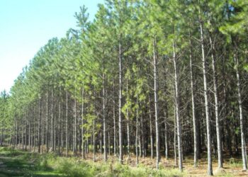 Sin el aporte de los seguros de autos para implantar nuevos bosques, hay incertidumbre sobre el presupuesto necesario para llevar adelante la política forestal