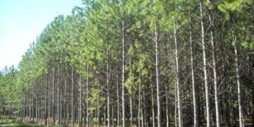 Sin el aporte de los seguros de autos para implantar nuevos bosques, hay incertidumbre sobre el presupuesto necesario para llevar adelante la política forestal