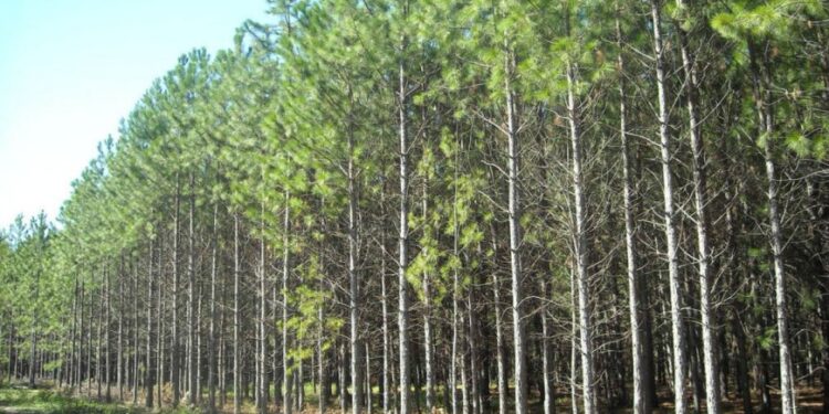 Sin el aporte de los seguros de autos para implantar nuevos bosques, hay incertidumbre sobre el presupuesto necesario para llevar adelante la política forestal