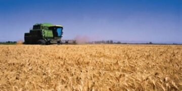 Estamos malditos: La cosecha de trigo cayó 10%, pero aún así nos sobra y habrá que exportarlo