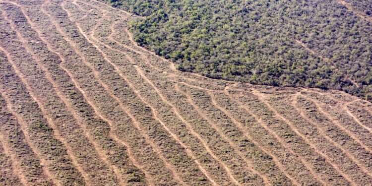 Desmontes en Salta: Greenpeace denunció que la provincia convocó a cuatro audiencias públicas para deforestar más de 21.000 hectáreas
