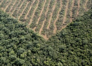 Tres industrias oleaginosas brasileñas logran consolidarse como proveedoras de salmoneras europeas gracias a la certificación de una ONG holandesa