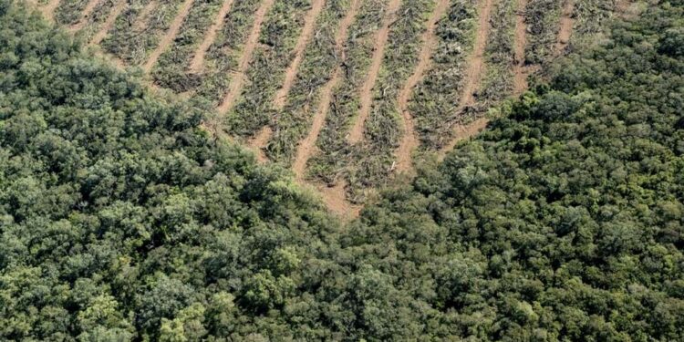 Tres industrias oleaginosas brasileñas logran consolidarse como proveedoras de salmoneras europeas gracias a la certificación de una ONG holandesa