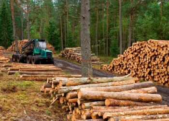Festeja el sector forestal: China redujo en hasta cuatro puntos los aranceles aduaneros para la importación de productos de la madera