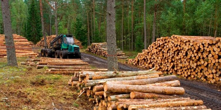 Festeja el sector forestal: China redujo en hasta cuatro puntos los aranceles aduaneros para la importación de productos de la madera