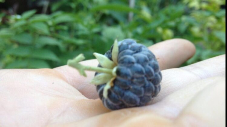 El increíble vivero de Juan en Corrientes: Rescata frutas nativas casi desconocidas, que son mucho más nutritivas que las de afuera