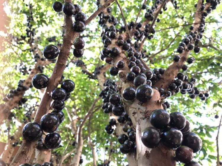 El increíble vivero de Juan en Corrientes: Rescata frutas nativas casi desconocidas, que son mucho más nutritivas que las de afuera