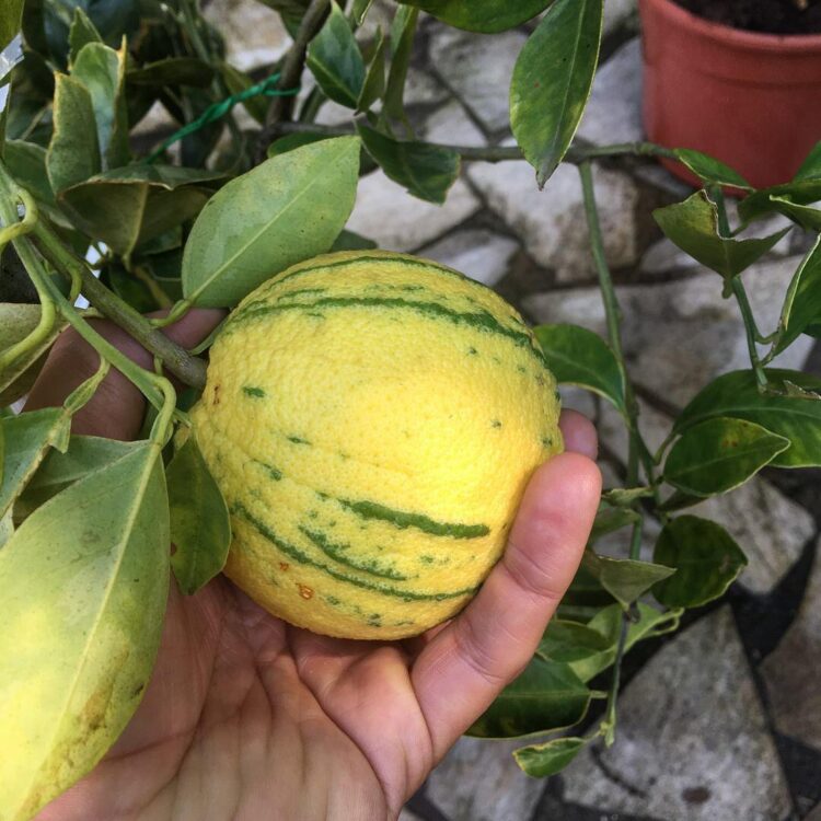 El increíble vivero de Juan en Corrientes: Rescata frutas nativas casi desconocidas, que son mucho más nutritivas que las de afuera